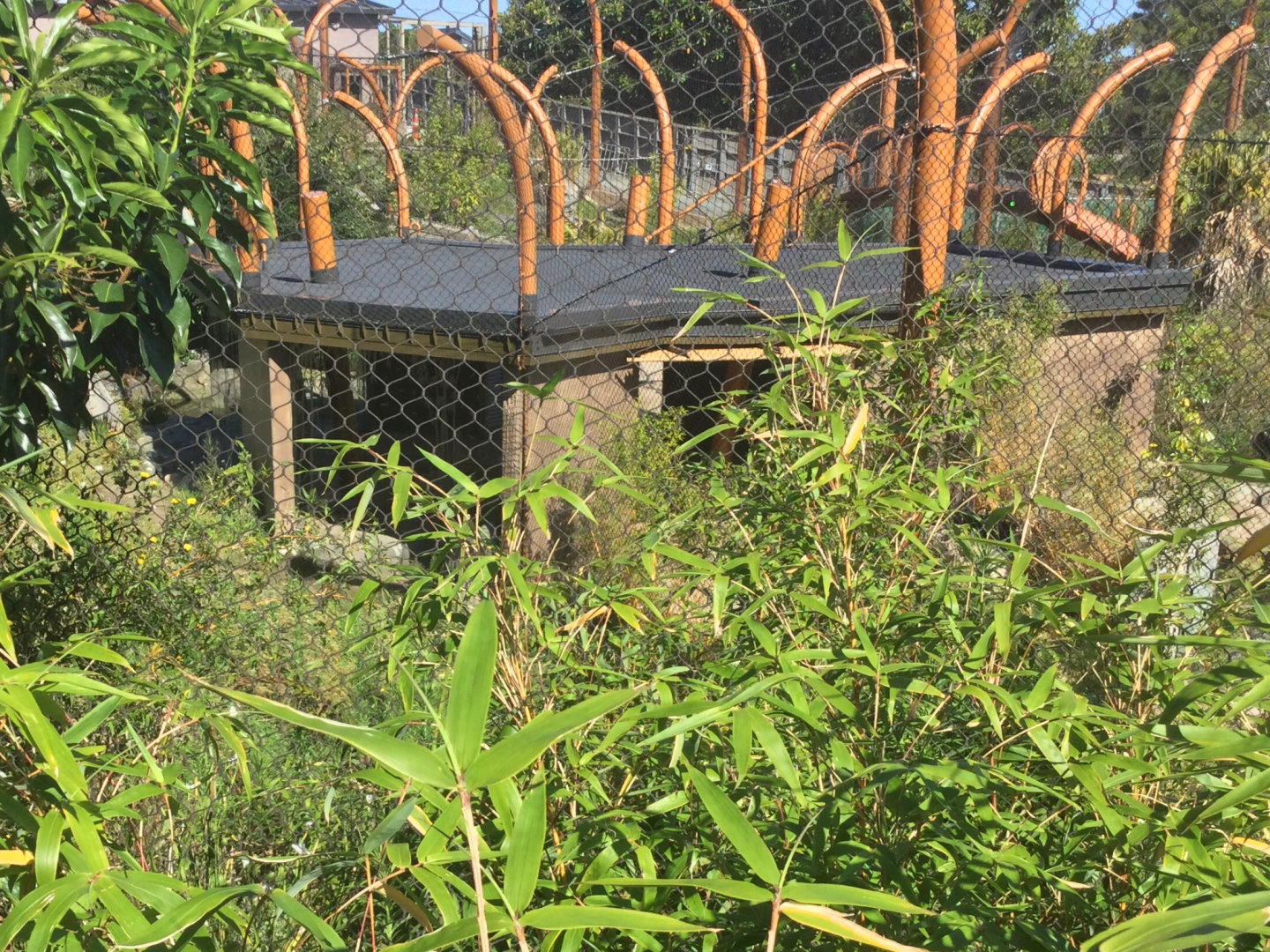 New Sumatran Tiger Exhibit (Viewing Shelter)