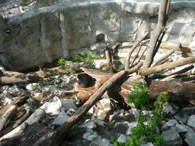 New Sun Bear Exhibit, May 2009