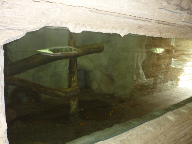 New Sun Bear Exhibit, May 2009