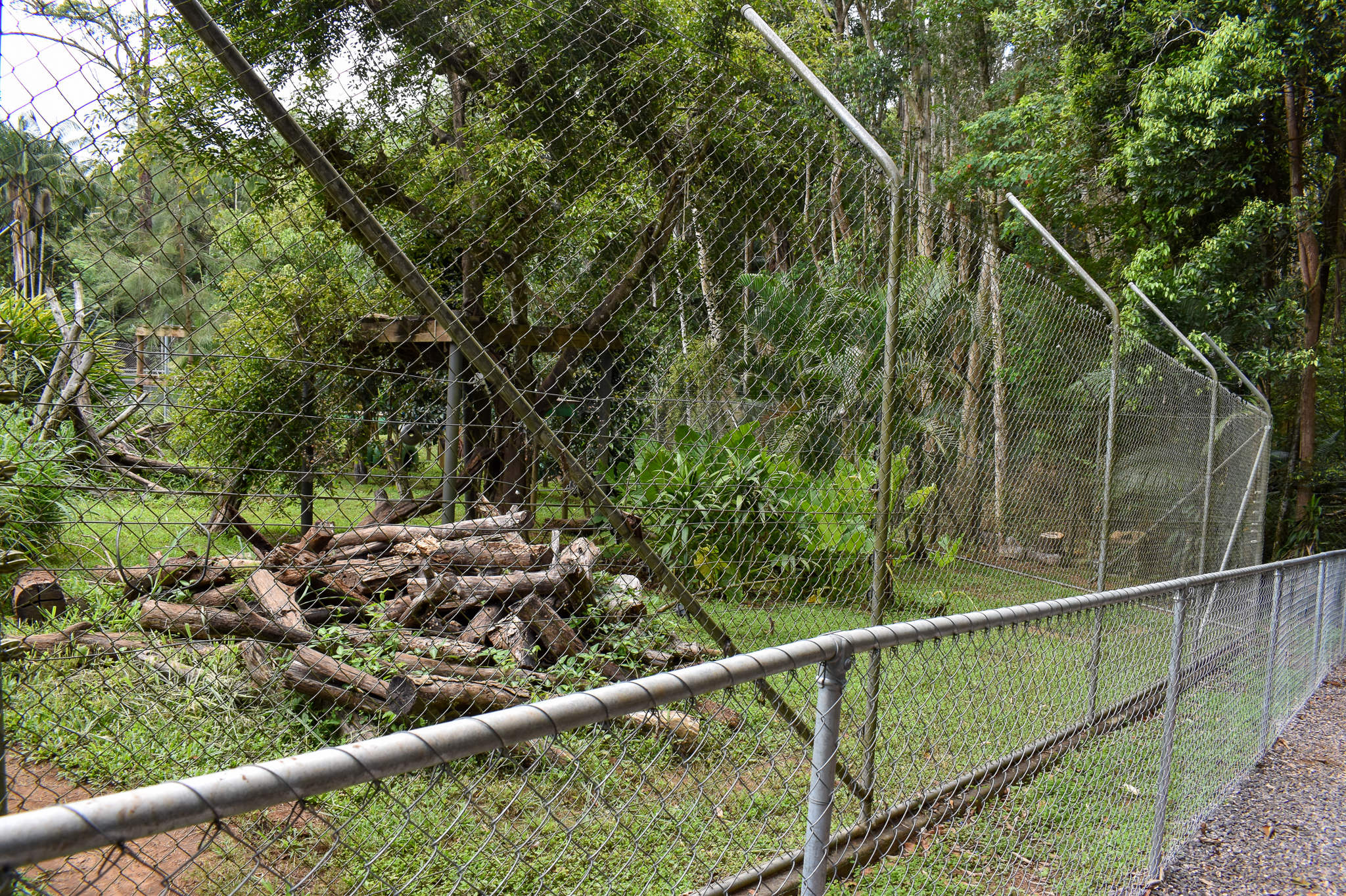 New Sun Bear Viewing Area