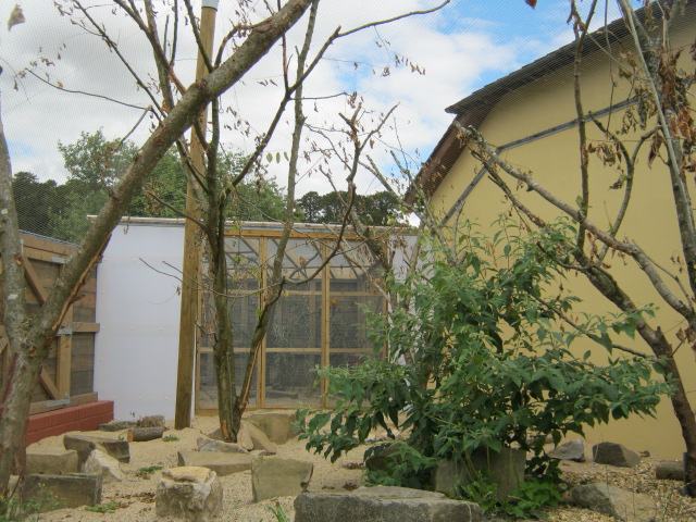 New Sun Conure aviary