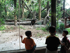 New Sunbear exhibit, Singapore Zoo