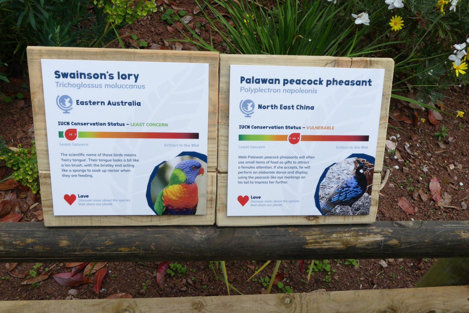 New Swainson's lory and Palawan peacock pheasant signs, May 2019