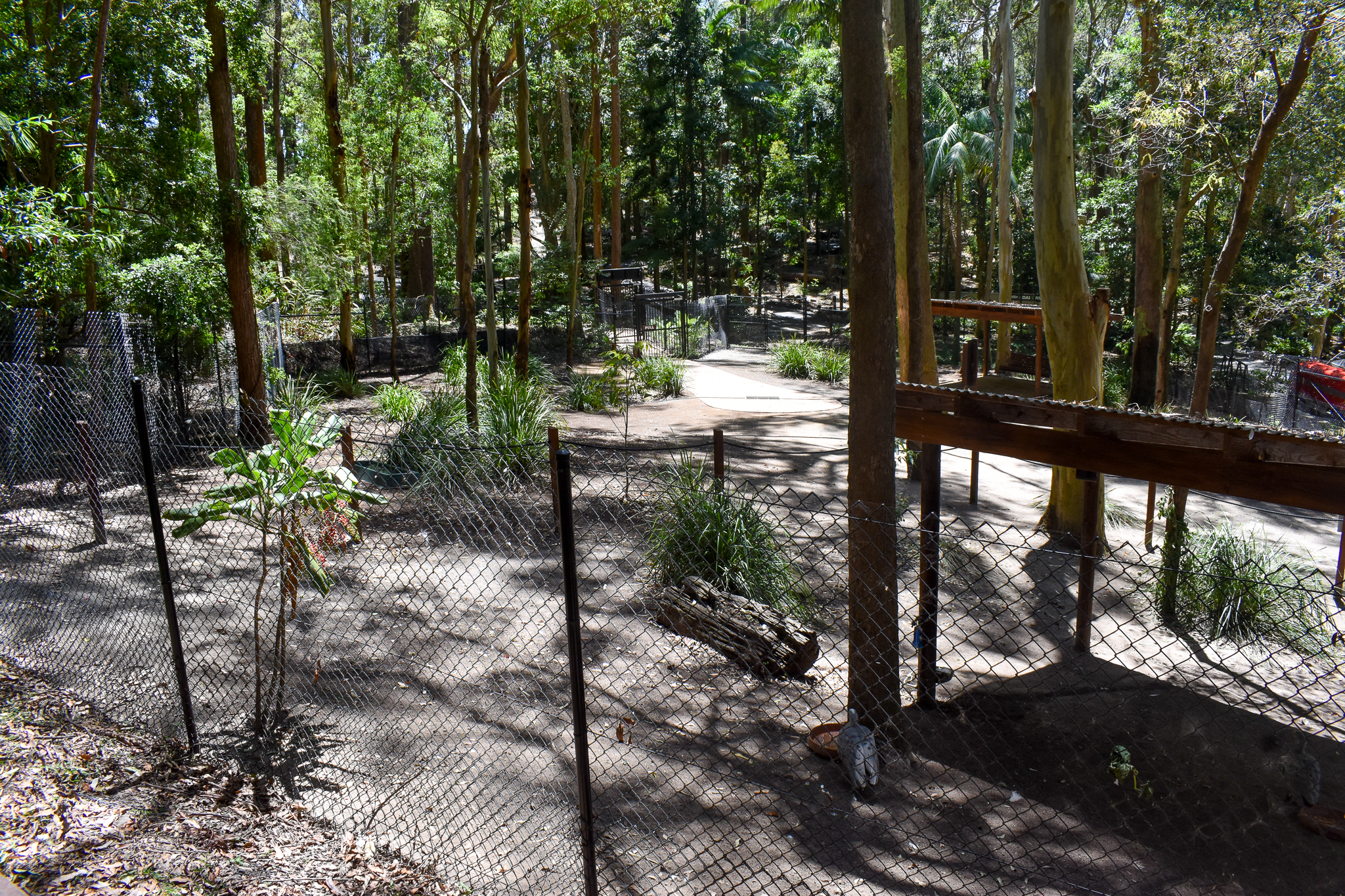 New Swamp Wallaby/Cape Barren Goose Walkthrough