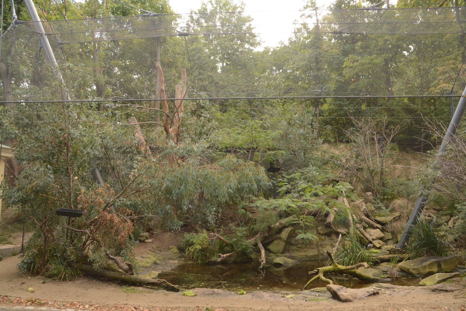 new Swift Parrot aviary