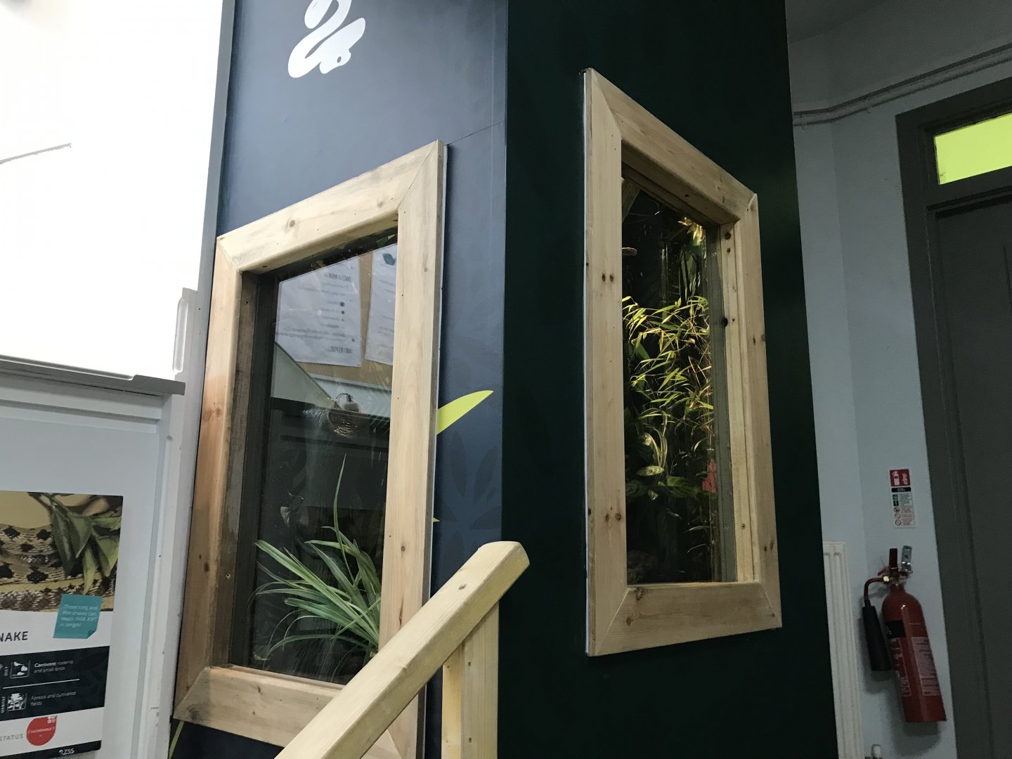 New Taiwan beauty snake enclosure