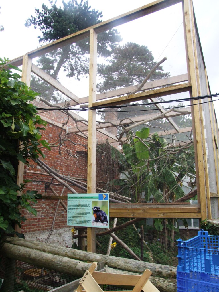 New Tamarin Enclosure at Howletts, 30/08/14