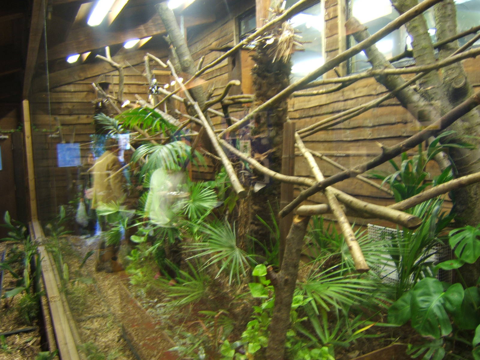 New Tamarin exhibit