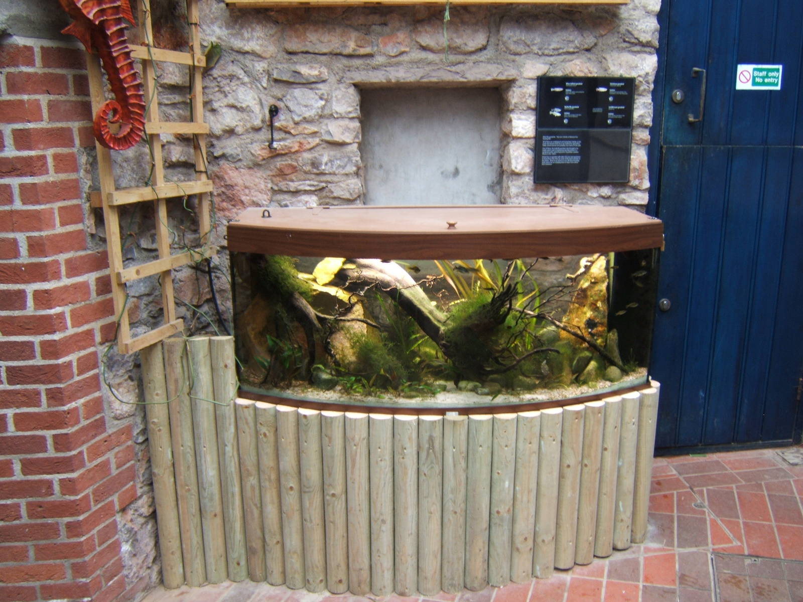 New tank in the entrance of the Aquarium