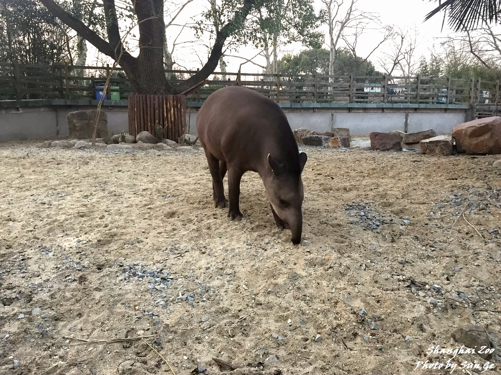 New  tapir exhibit