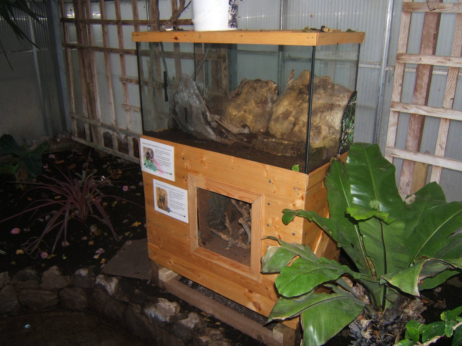 New tarantula and Whip Scorpion exhibit