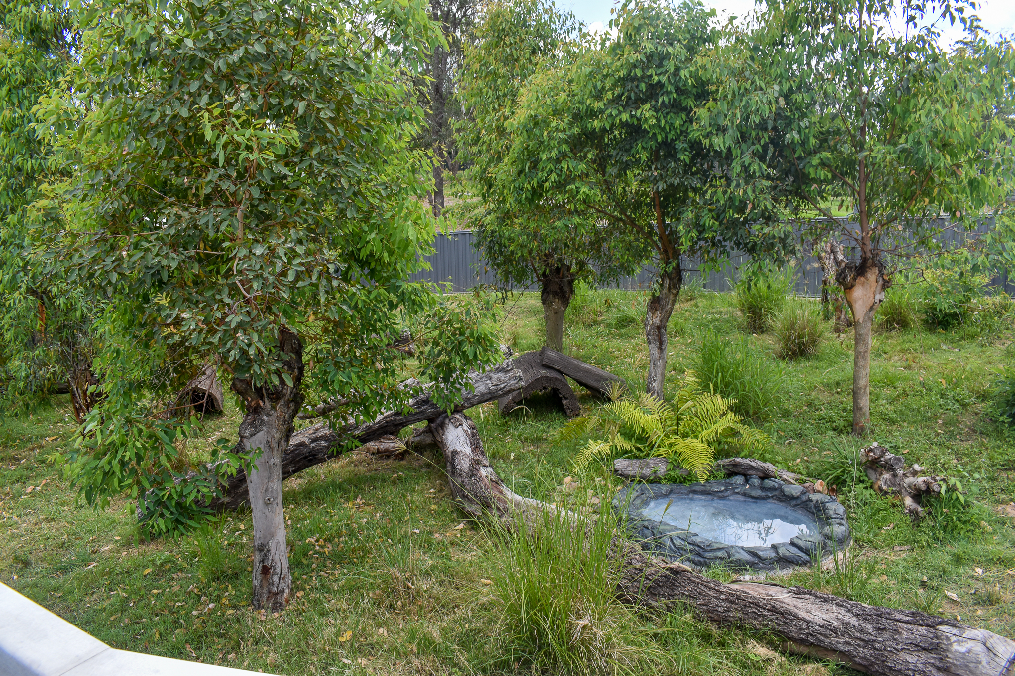 New Tasmanian Devil enclosure