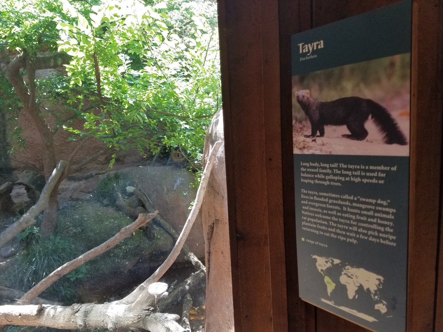 New Tayra Exhibit