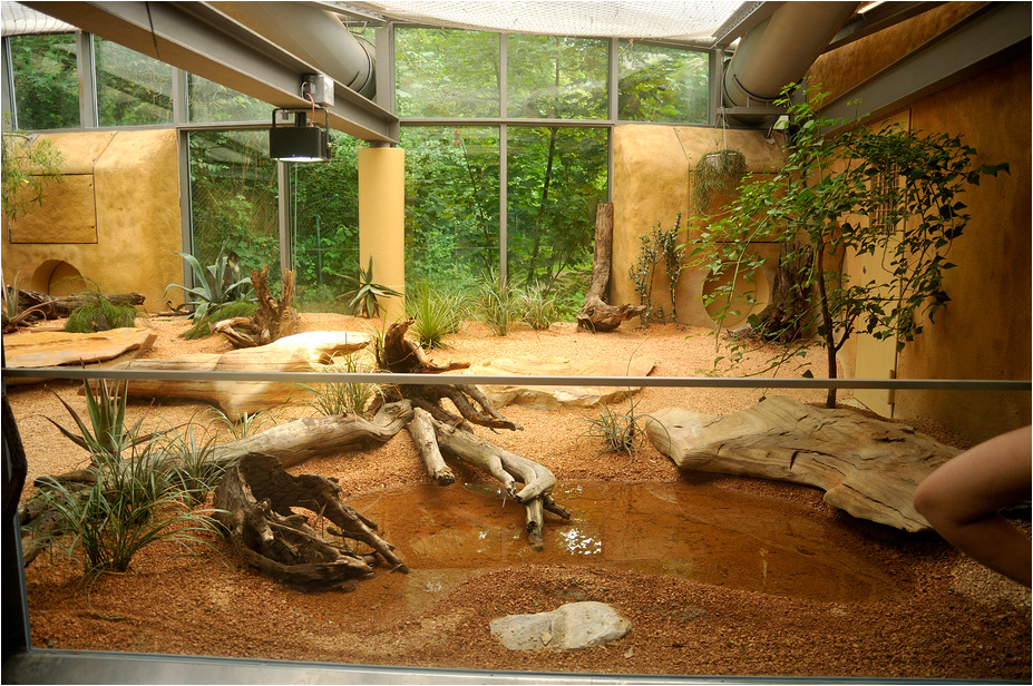 New tegu exhibit at munich zoo