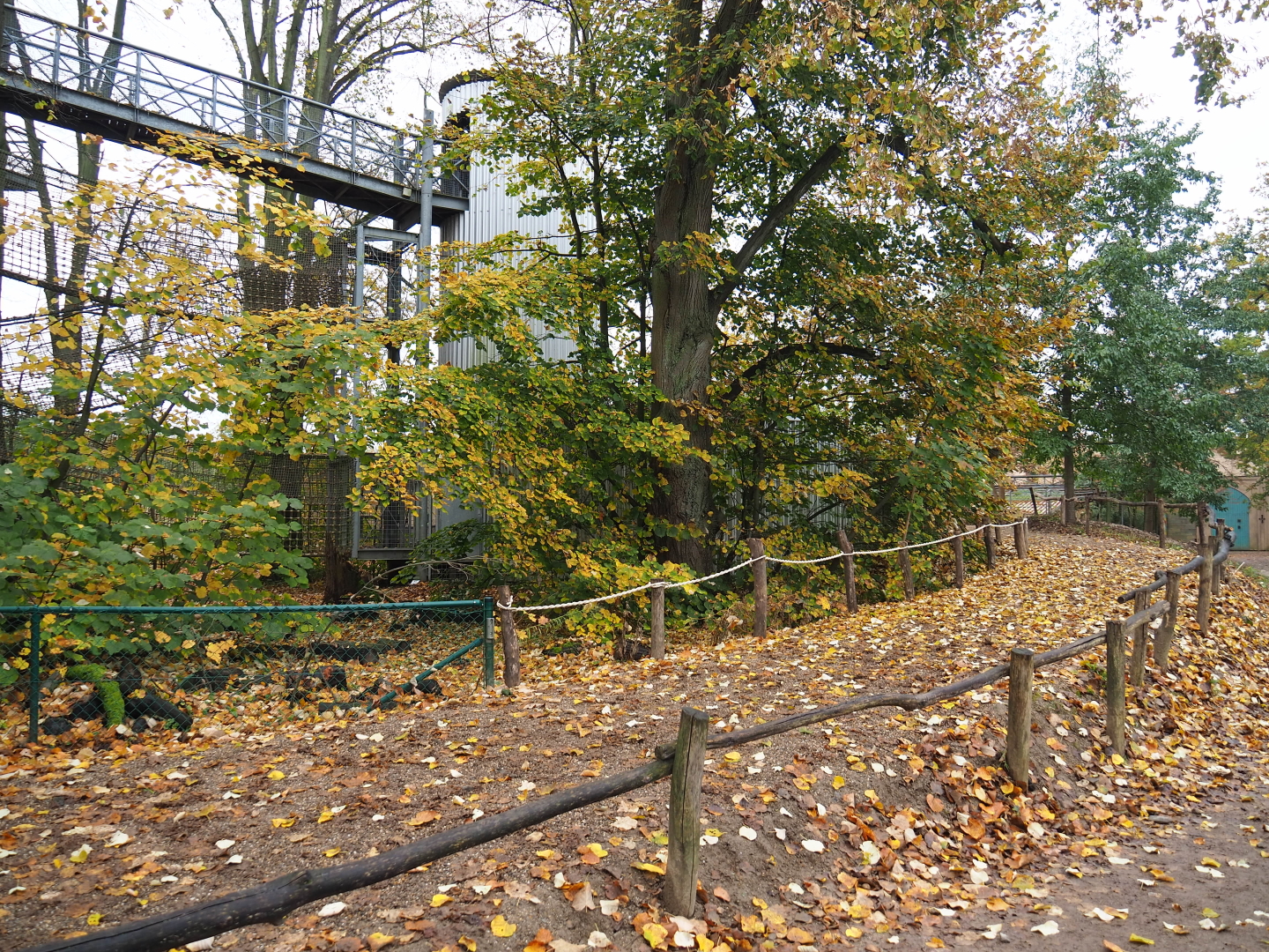 New (temporary?) road near the orangutan project construction site, 2021-11-06