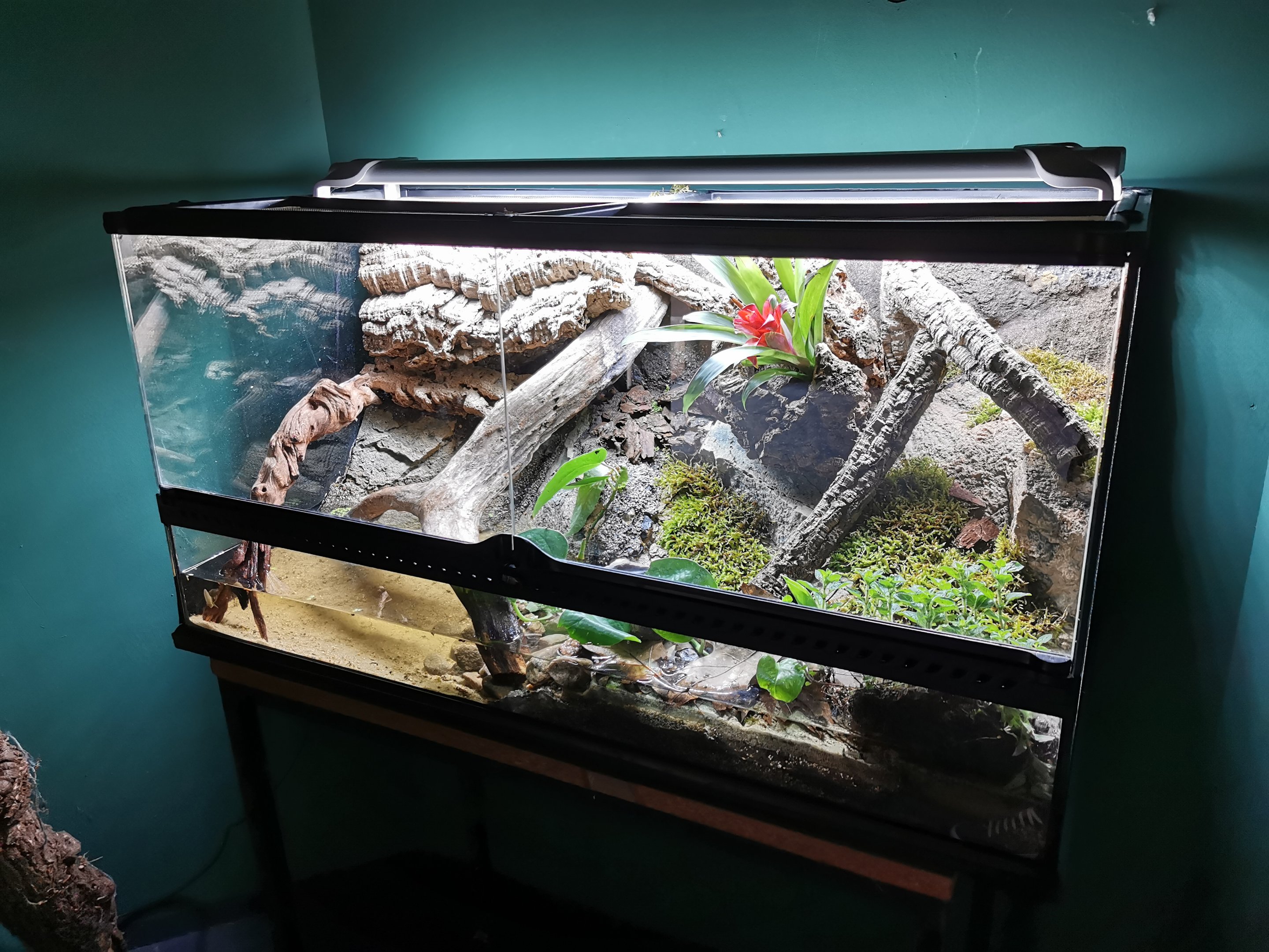 New terrarium closeup