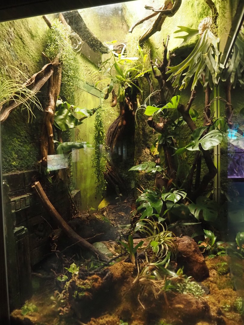 New terrarium for Anthonys poison arrow frog, Golfodulcean poison dart frog and Yellow-banded poison dart frog, 2025-09-10