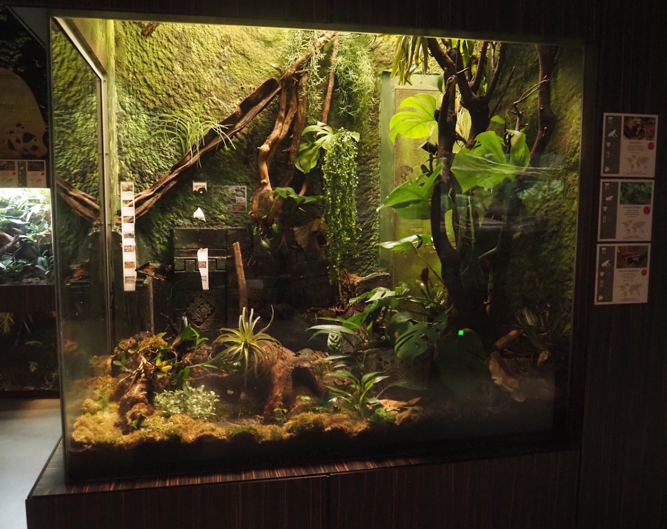 New terrarium for Anthonys poison arrow frog, Golfodulcean poison dart frog and Yellow-banded poison dart frog, 2025-09-10