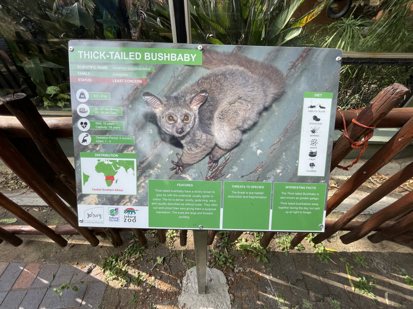 {New} Thick-tailed Greater Busbaby  (Otolemur crassicaudatus)