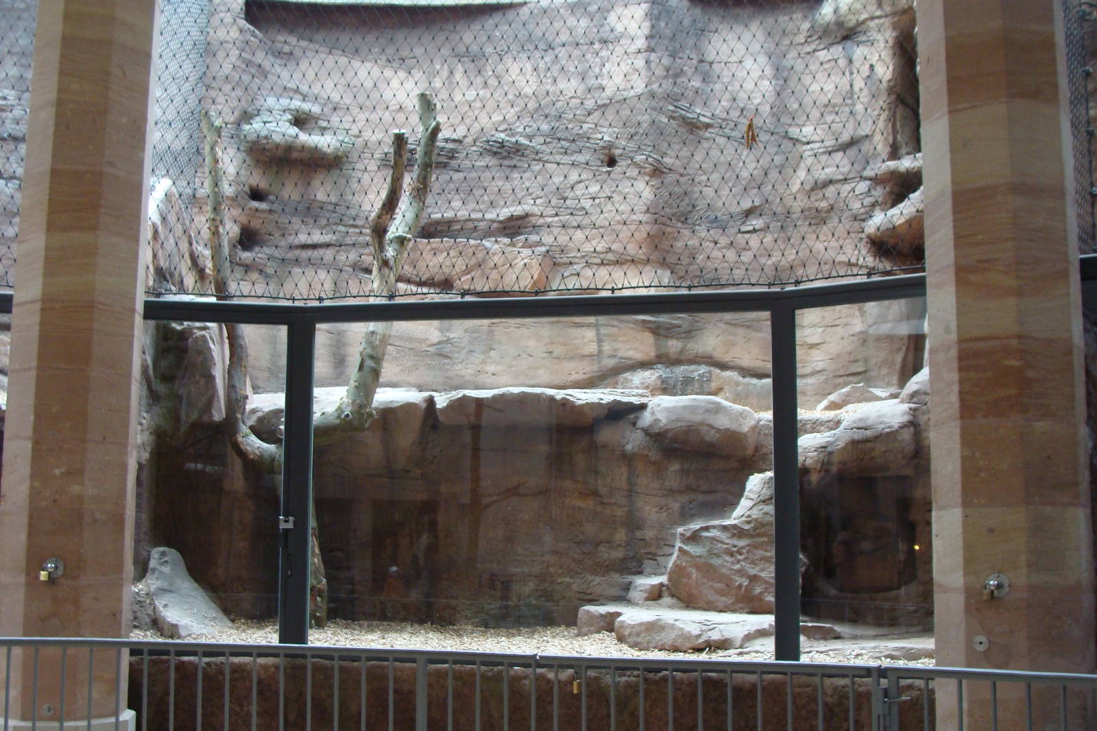 new tiger and lion indoors