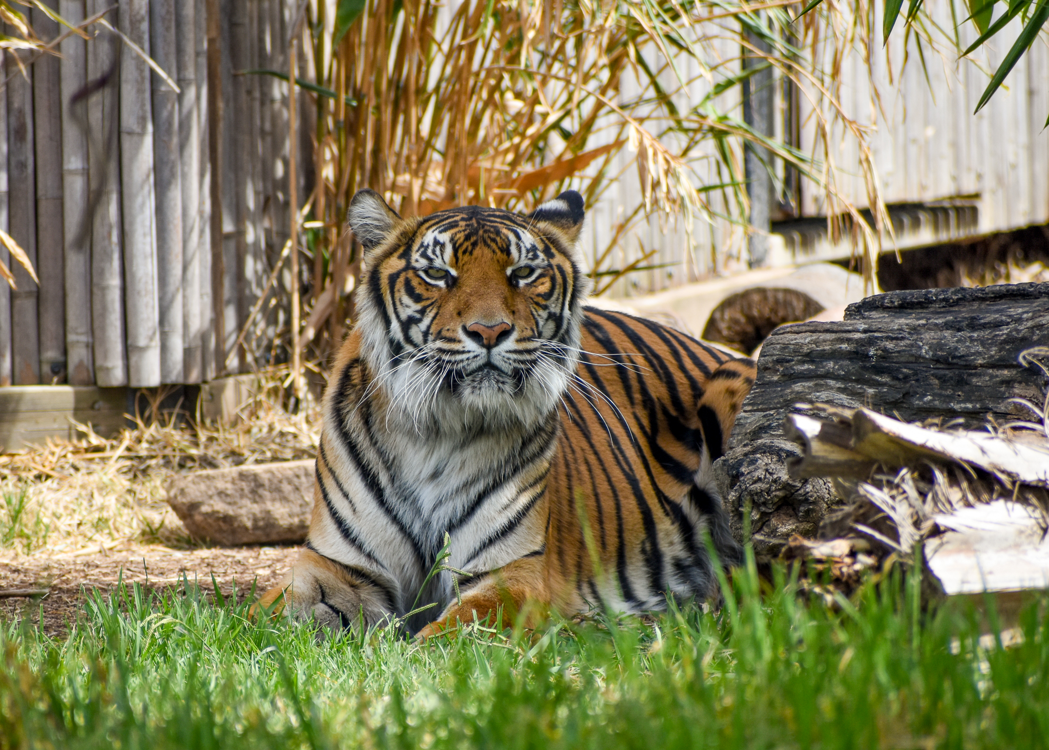 New Tiger at Sydney Zoo