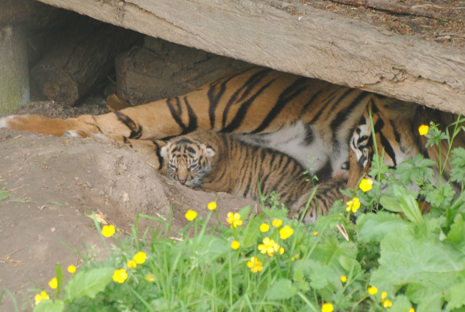 new tiger cubs