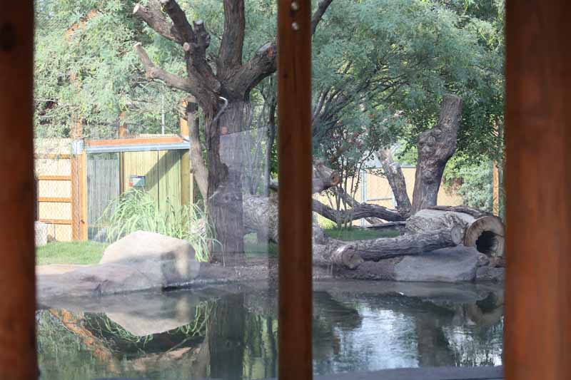 new tiger exhibit - left yard