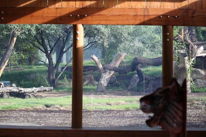 new tiger exhibit - right yard