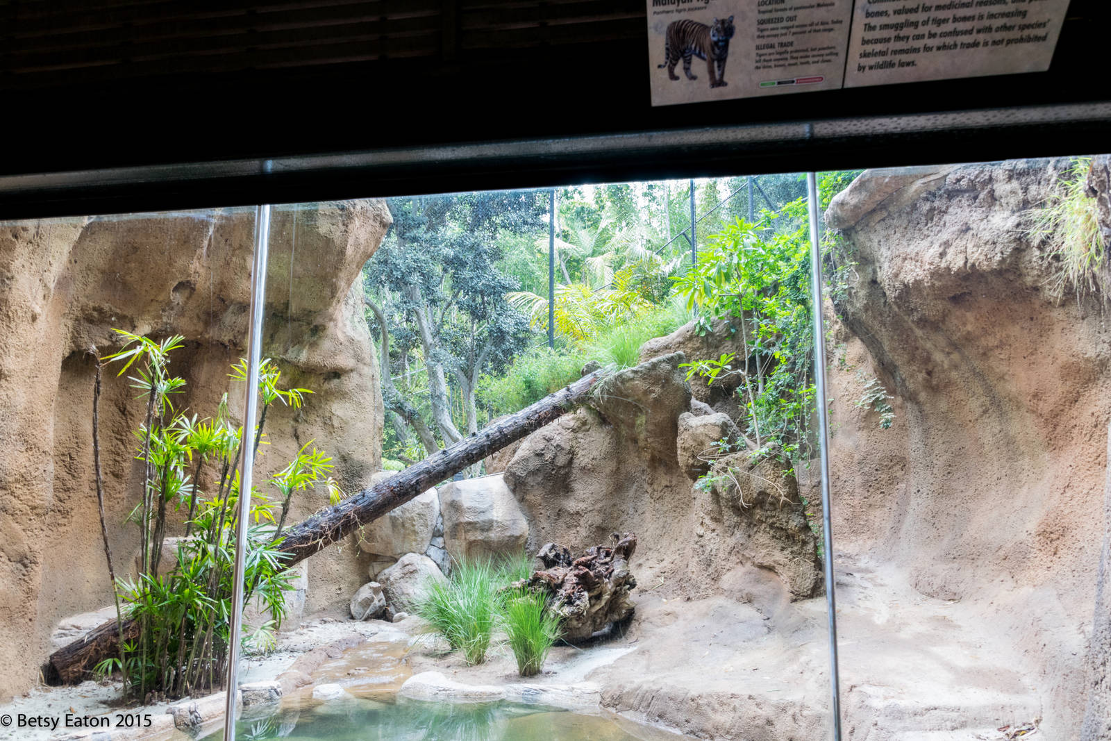 New Tiger Exhibit