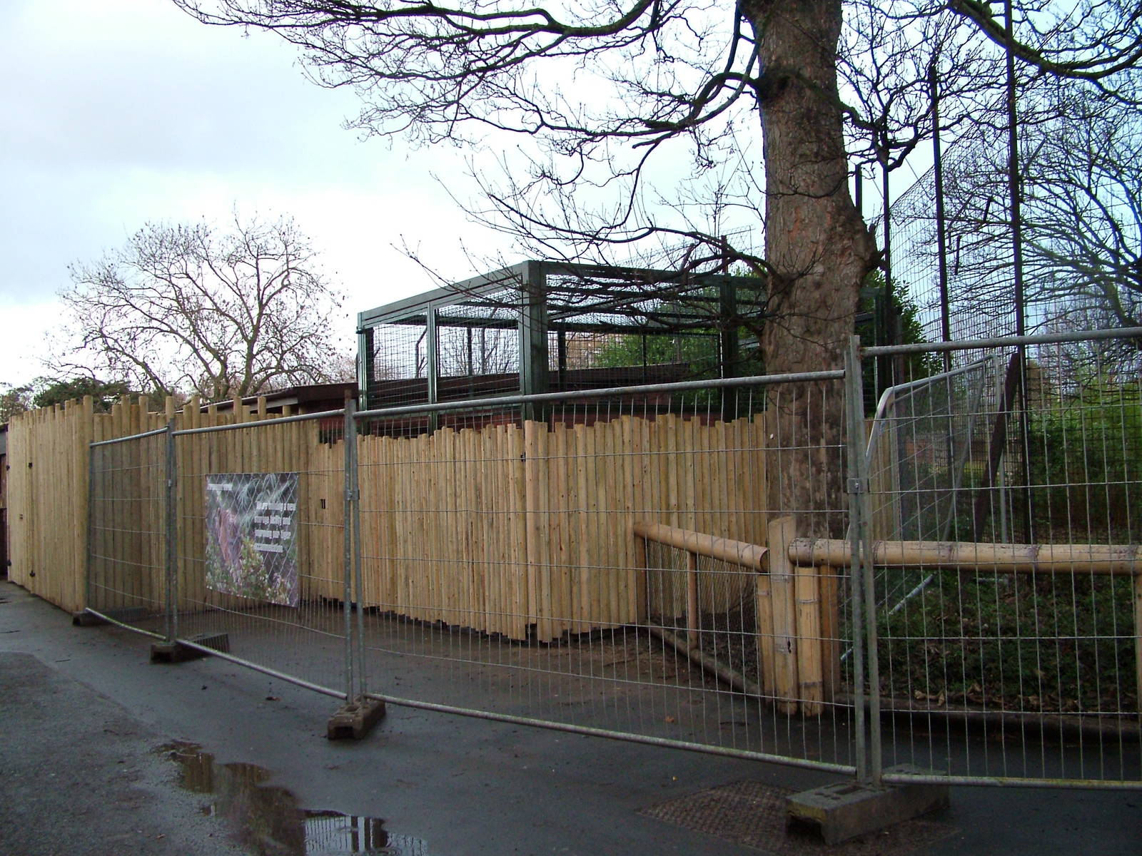 New tiger holding area at Chester 06/12/09