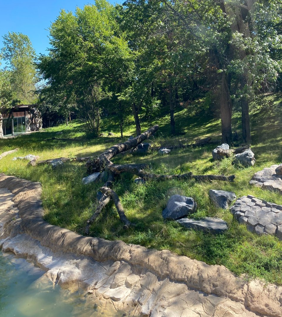 New tiger lair- Amur tiger exhibit