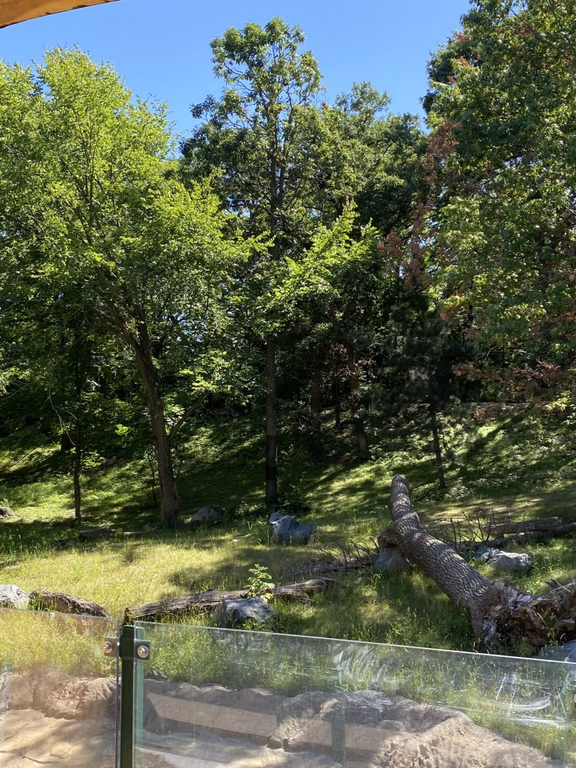 New tiger lair- Amur tiger exhibit