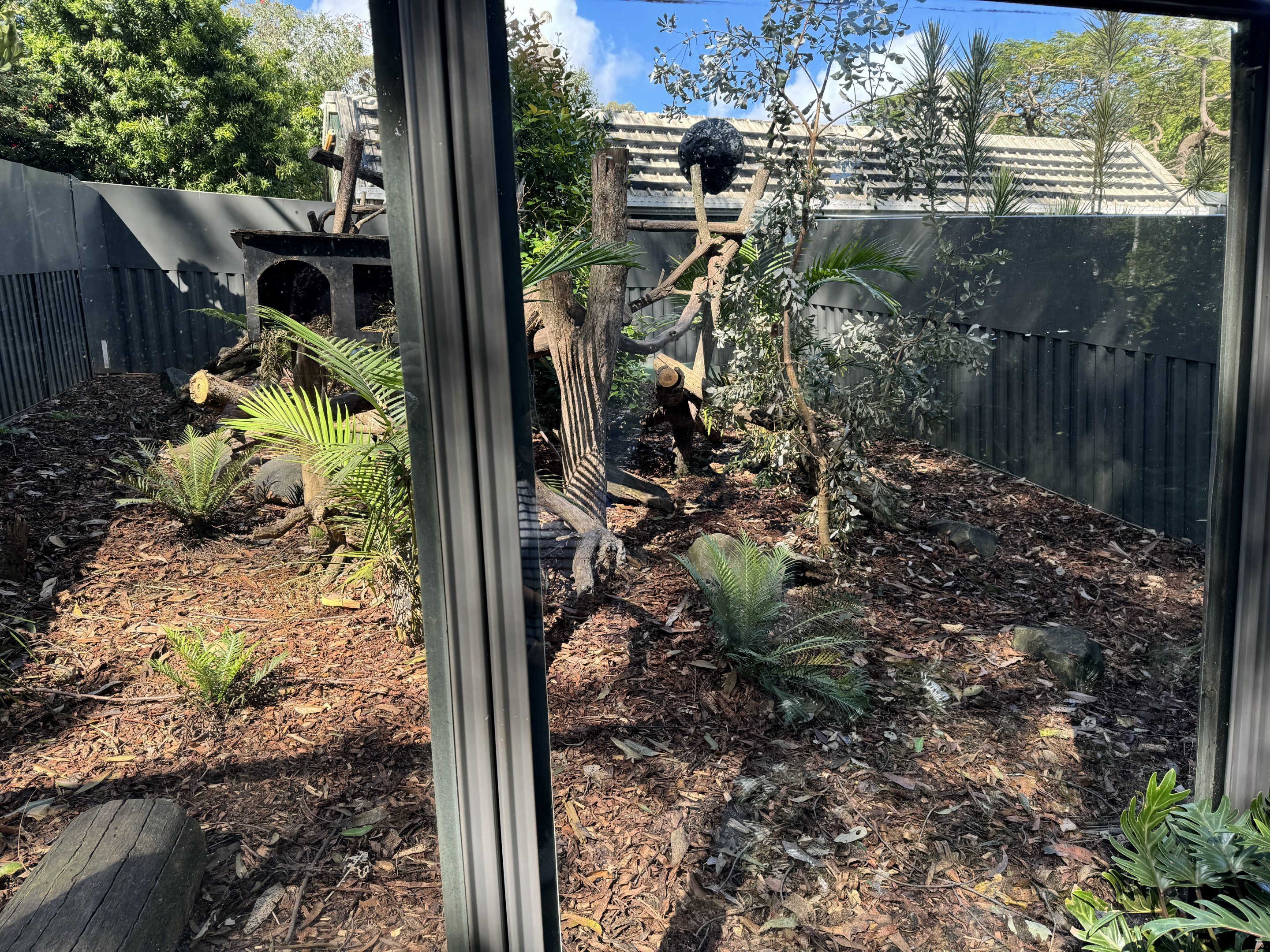 New tiger quoll enclosure