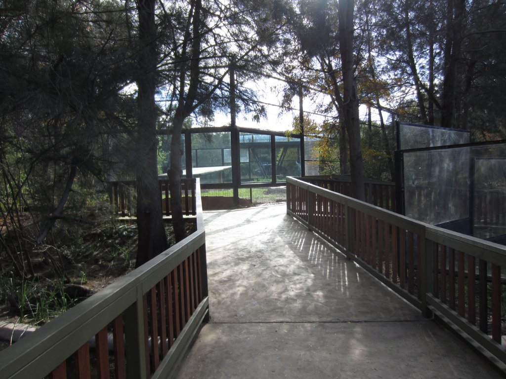 New tiger viewing window