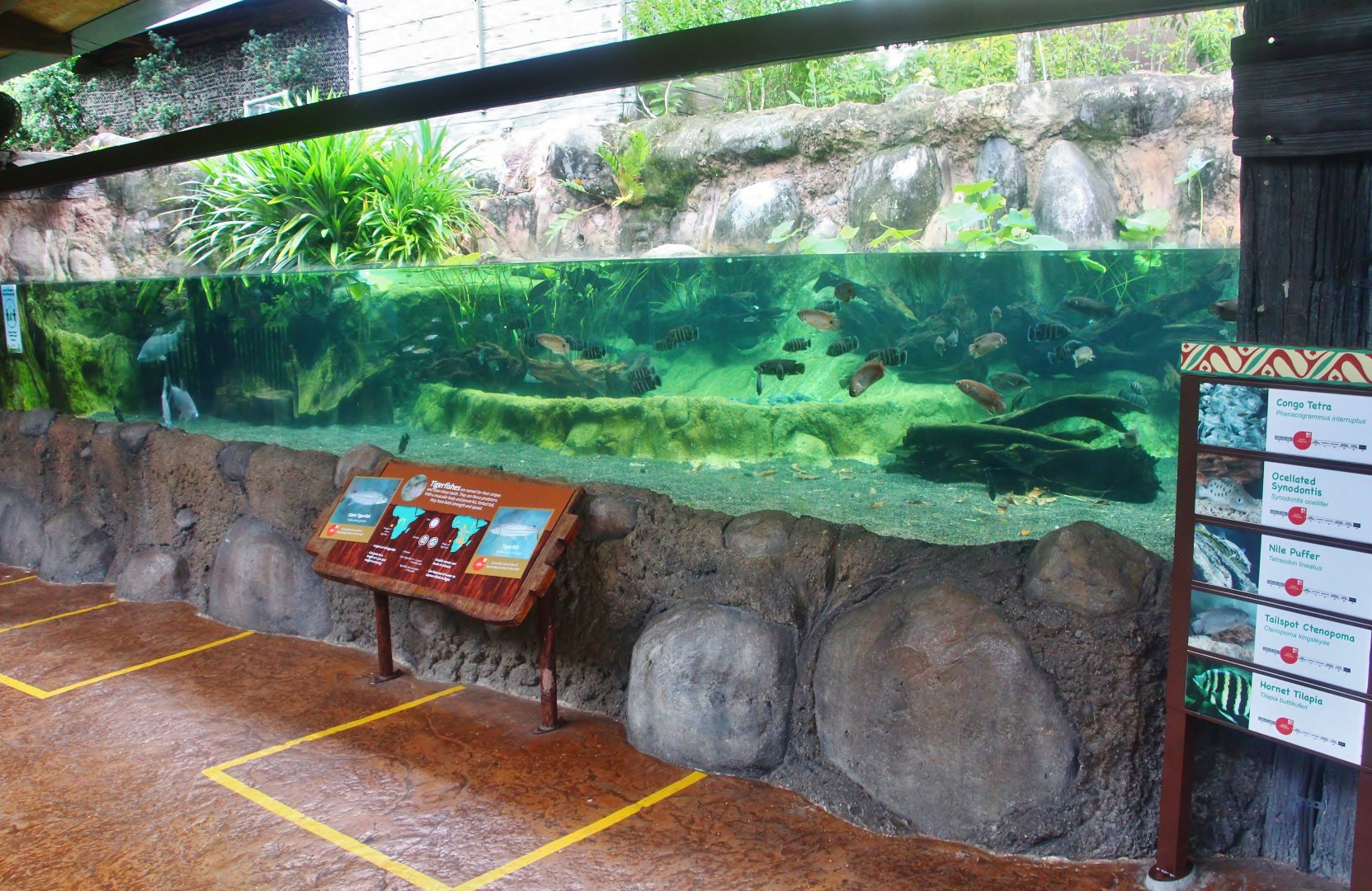 New Tigerfish exhibit