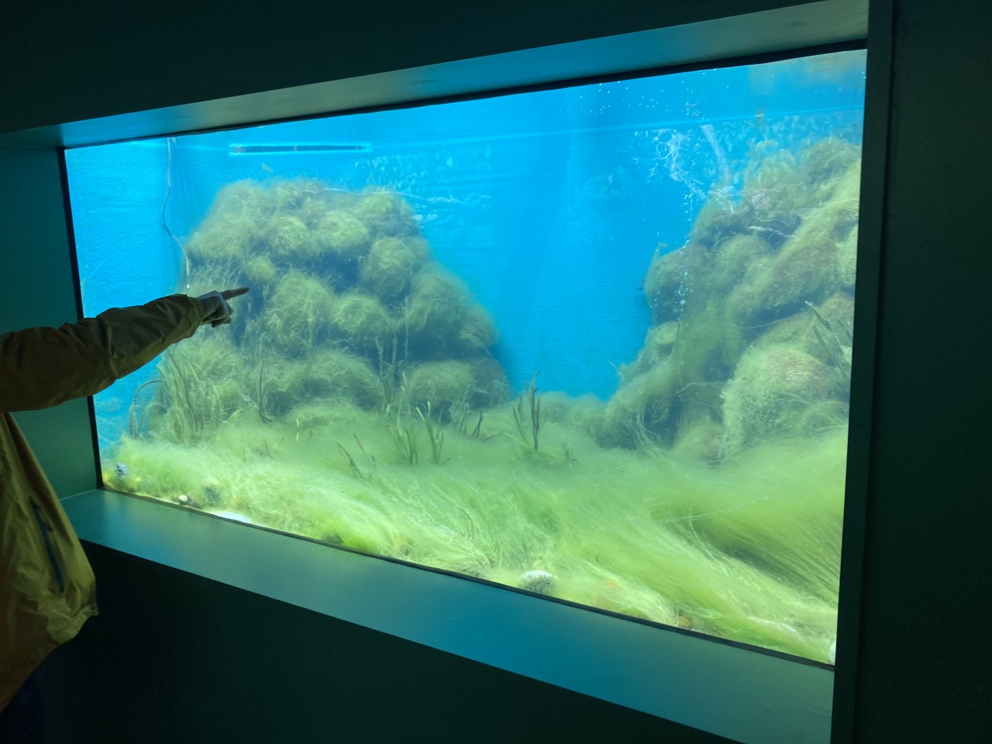 New Titicaca water frog exhibit