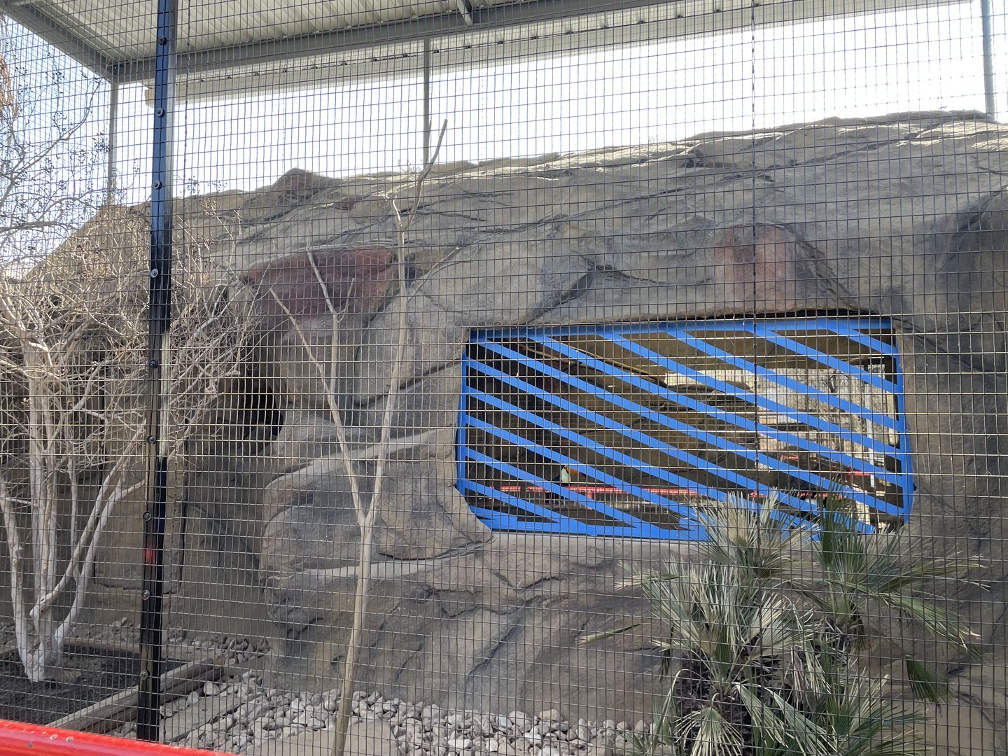 New Toco Toucan Exhibit