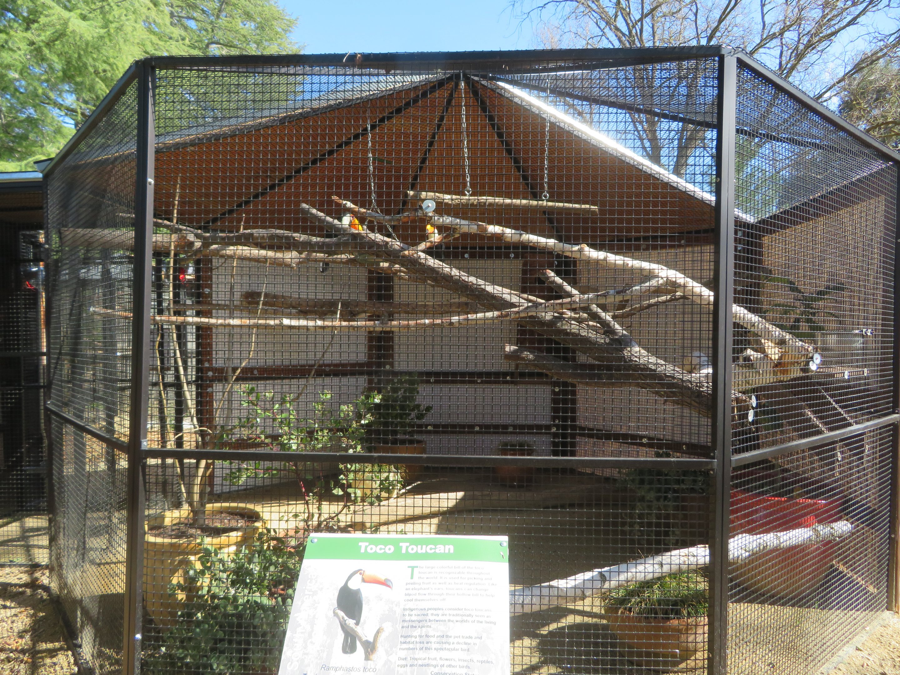 New Toco Toucan Exhibit