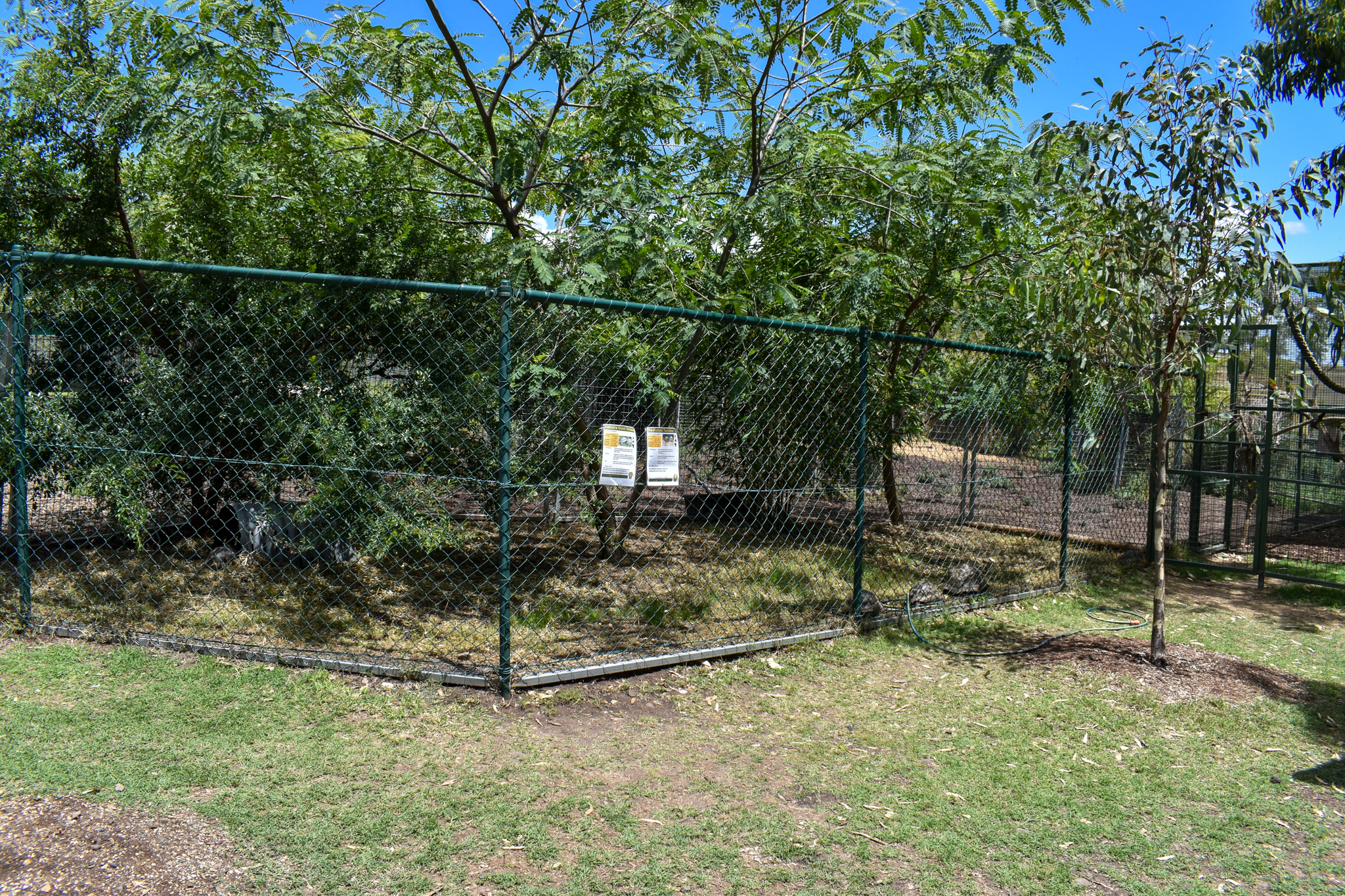 New Tortoise Enclosure