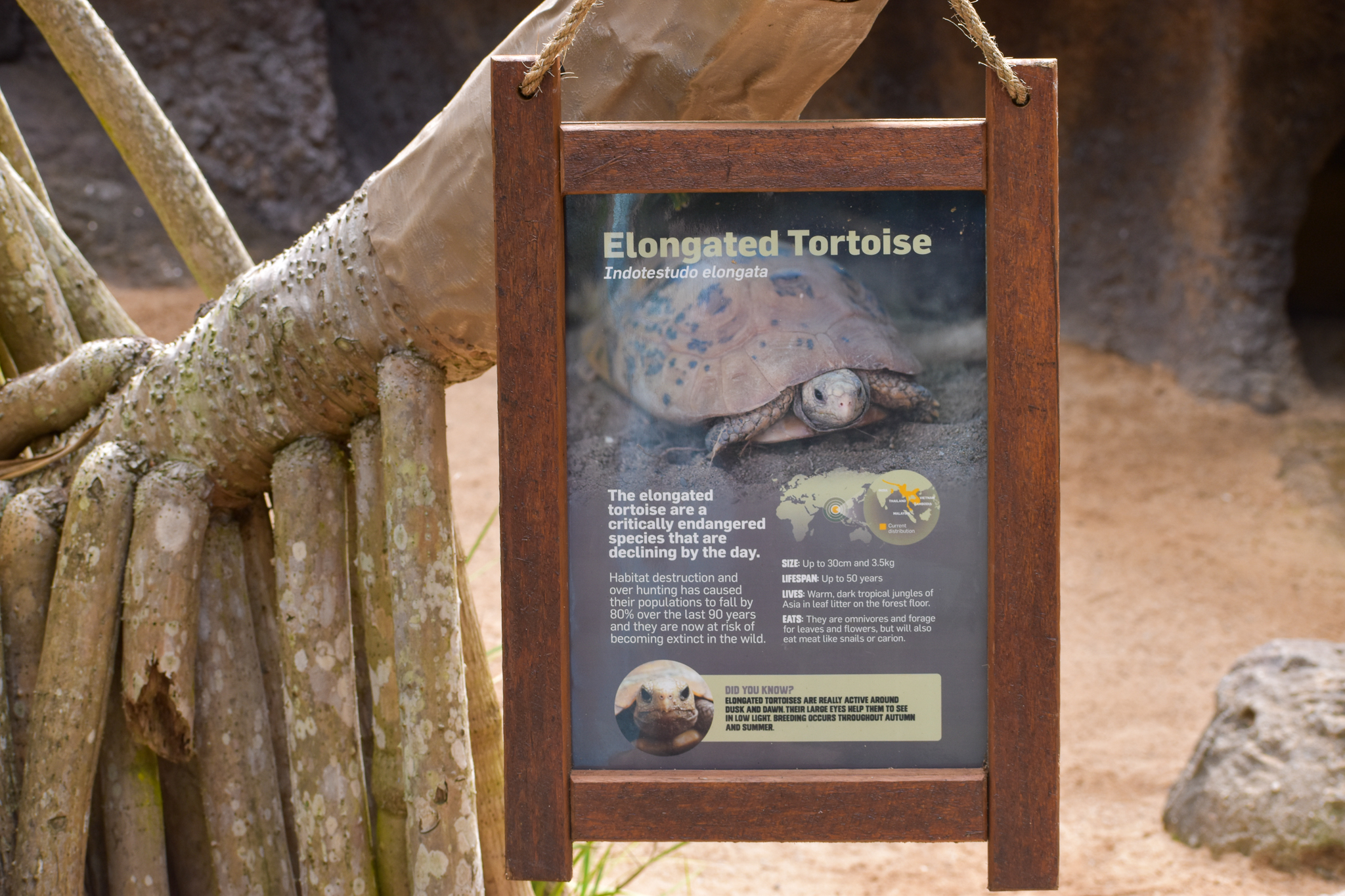 New Tortoise Sign