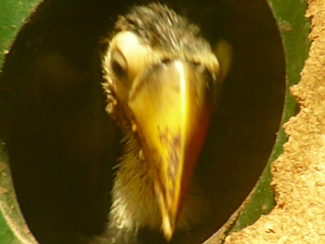 NEW TOUCAN CHICK