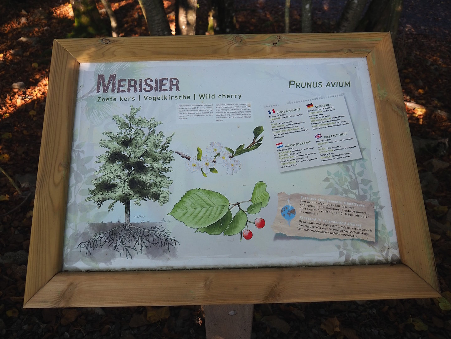 New tree species signage, 2023-09-26
