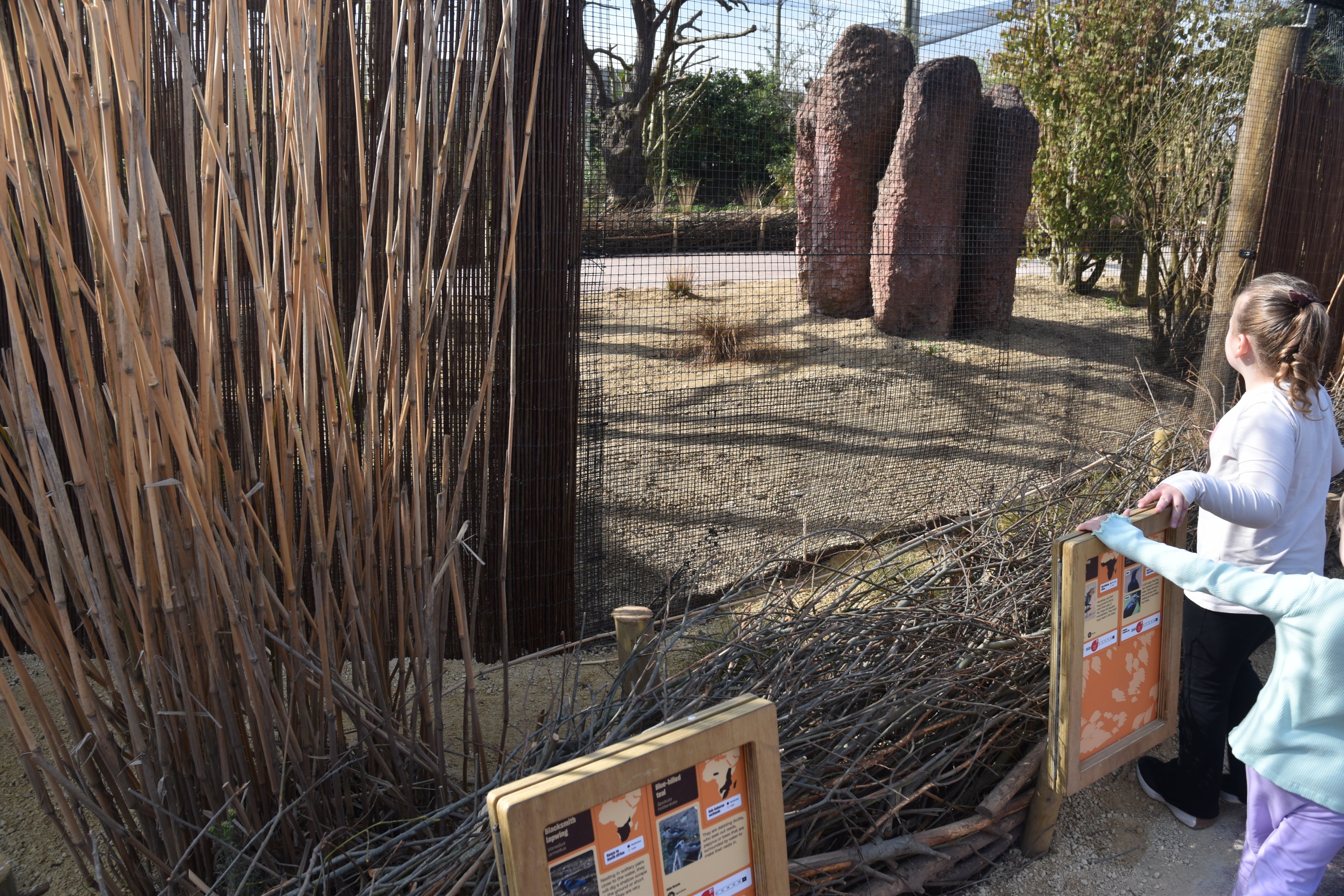 New Tsavo Aviary Viewing, Heart of Africa at Chester, 12th April 2025