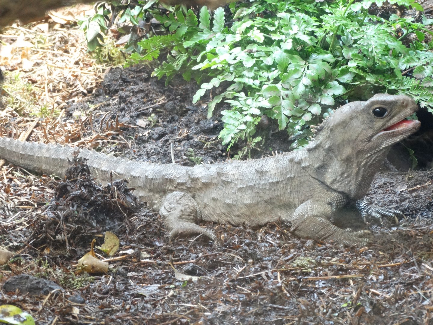 New Tuatura enclosure