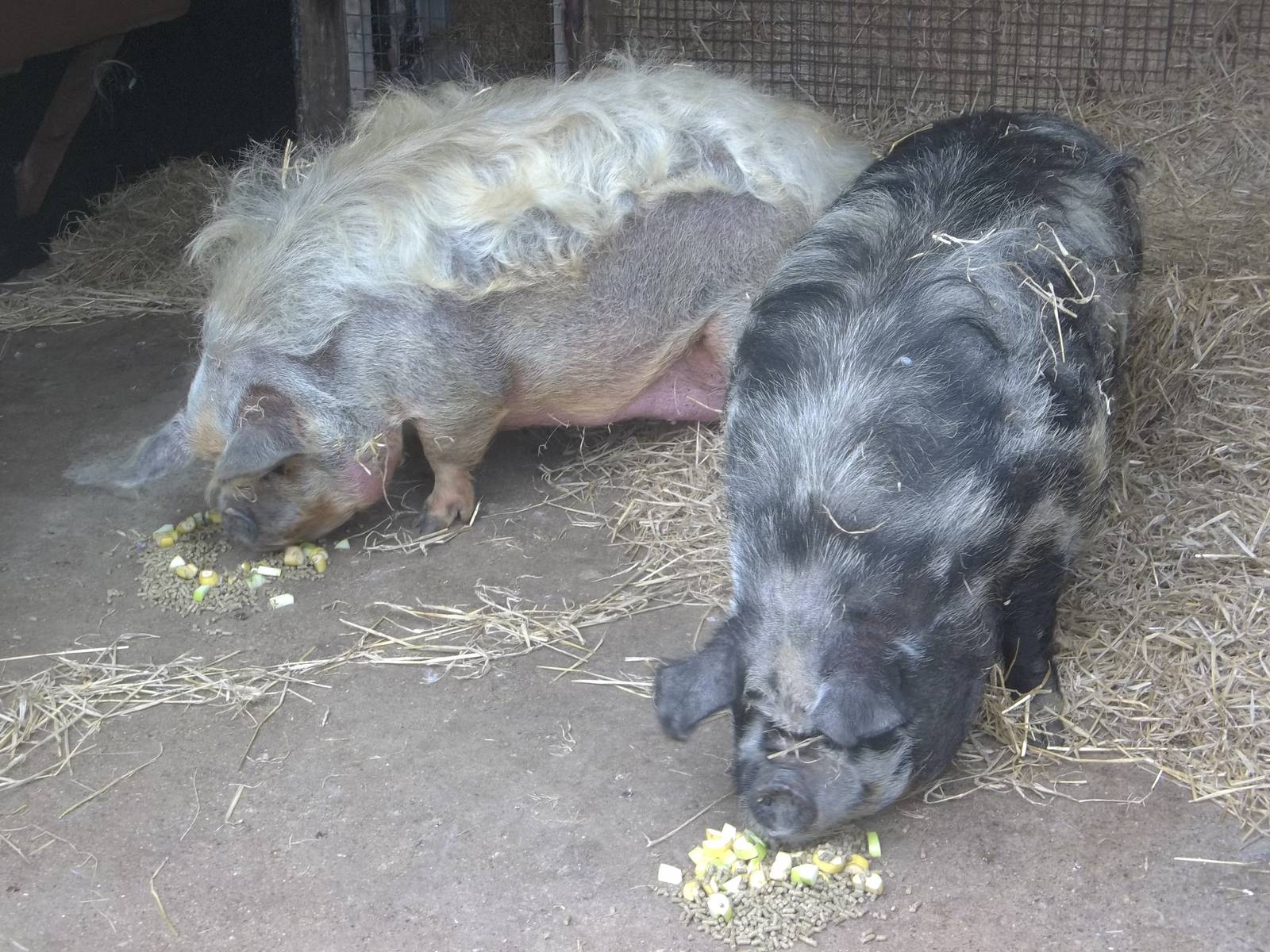 New tubby pigs, Prada and Radley; 21st August 2015