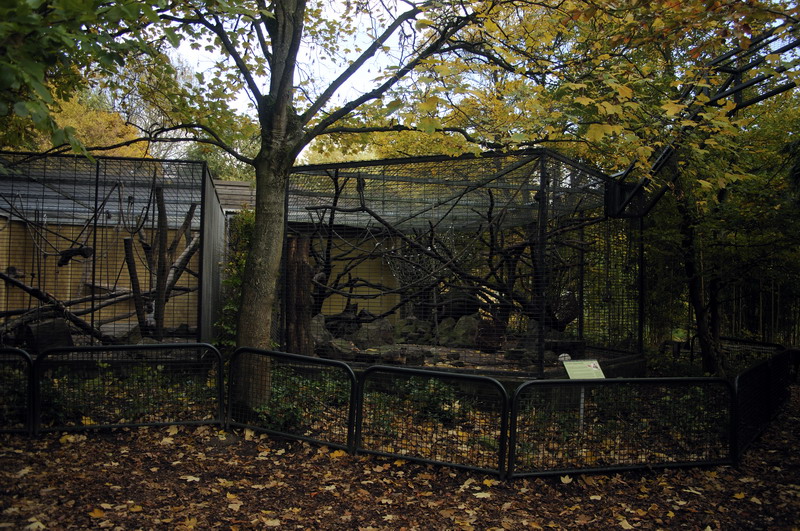 New Tufted Capuchin enclosure