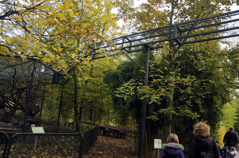 New Tufted Capuchin enclosure