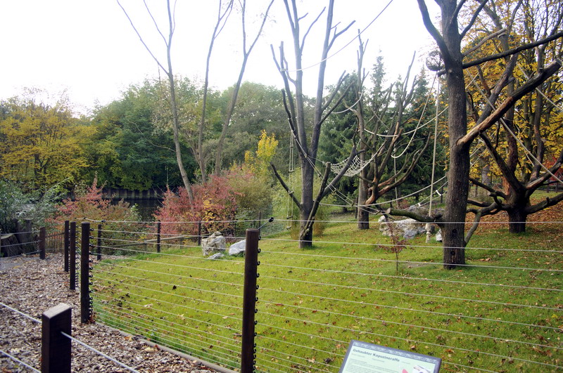 New Tufted Capuchin enclosure