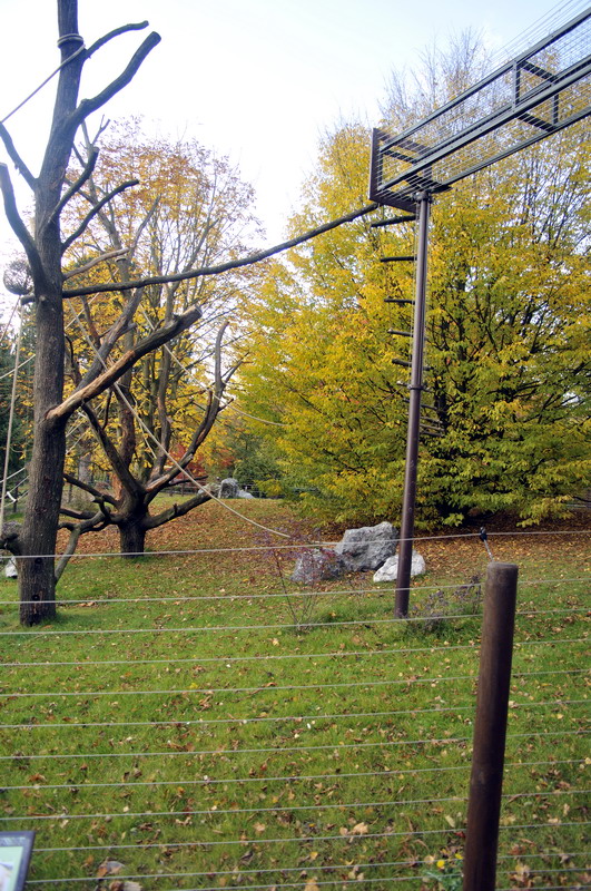 New Tufted Capuchin enclosure