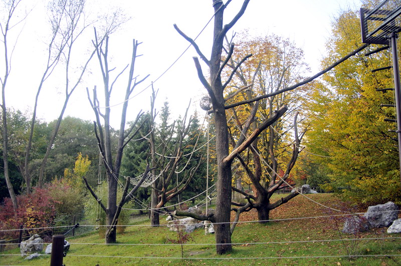 New Tufted Capuchins enclosure